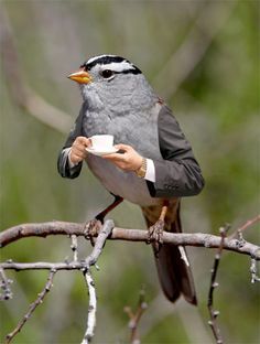 AMERICAN DOVE LLC
